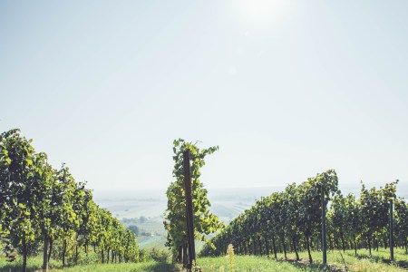 Rote Spätlese